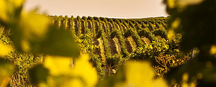Agronavarra