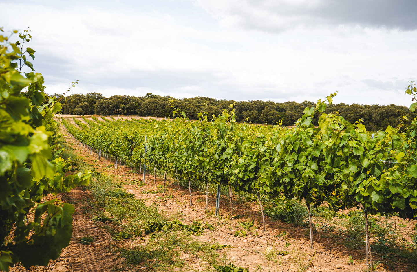 Valdovinos