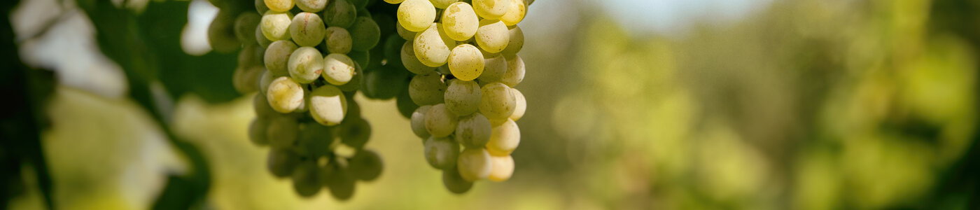 Preis Weinhof