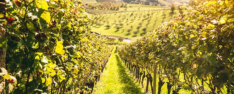 Weinparadies Freinsheim