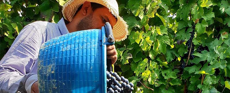 Podere Francesco