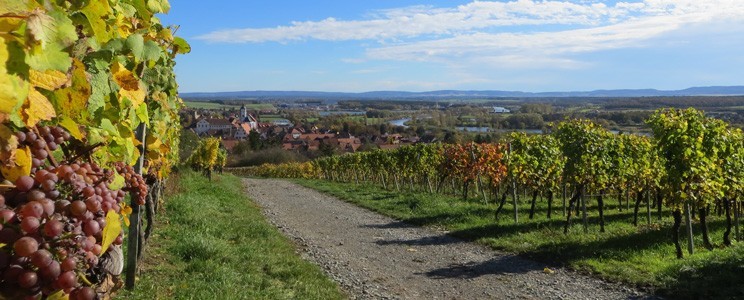 Apfelbacher