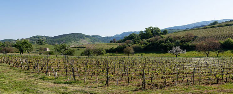 Cerdon Dubreuil