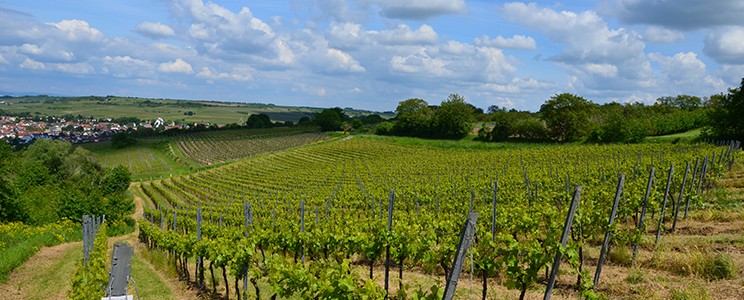 Burgberg Eimann & Söhne