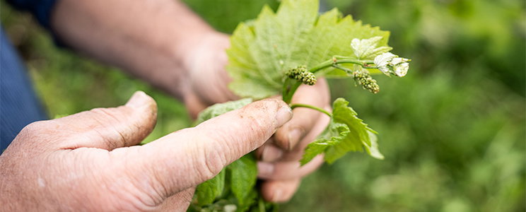 Winzergenossenschaft Wolfenweiler