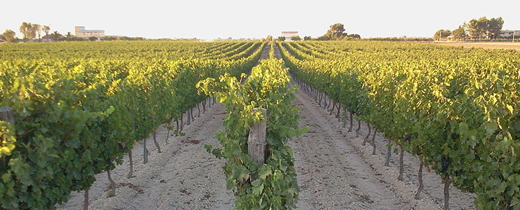Podere 29