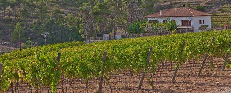 Sant Rafel