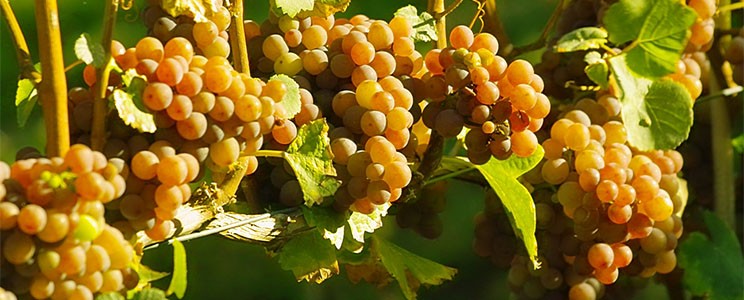 Schaurer