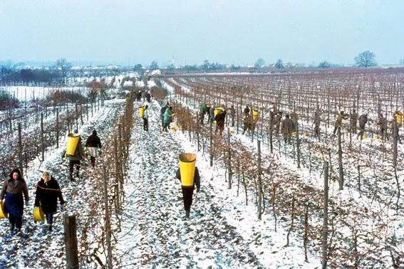 Weinberg Eis im Winter