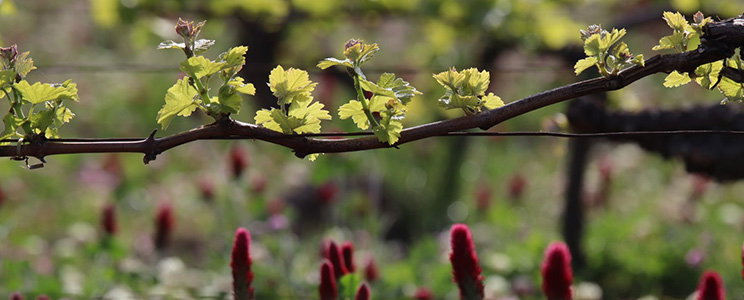 Domaine Mardon