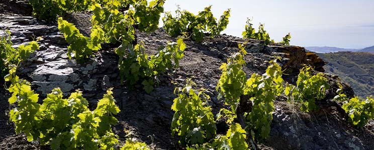 Viñedos Verticales