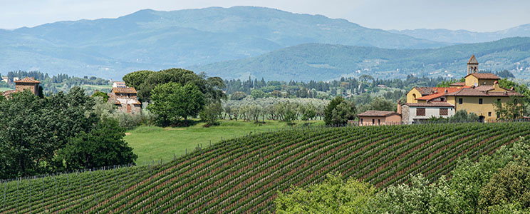 Pian delle Vigne