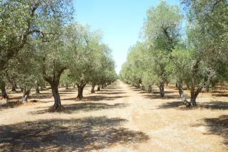 Weingarten in Primitivo di Manduria