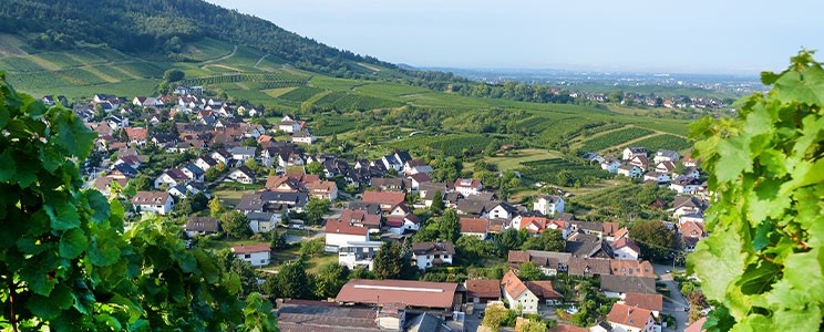 Maier Bio Weingut 