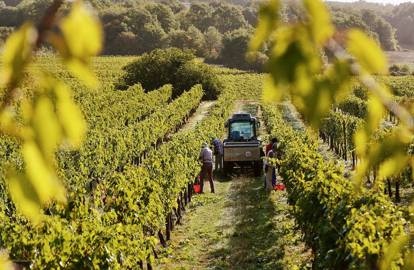 Tenuta di Trecciano