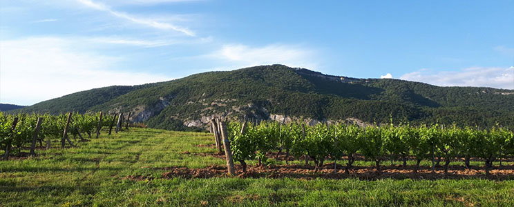 Domaine Trichon