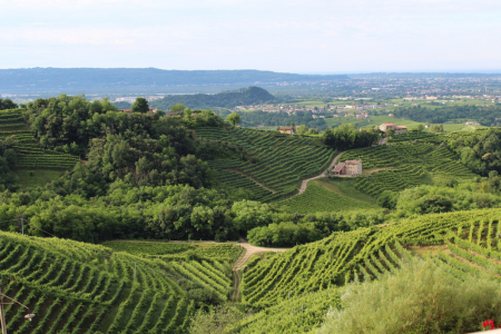 Ausblick auf einen grünen Weinberg