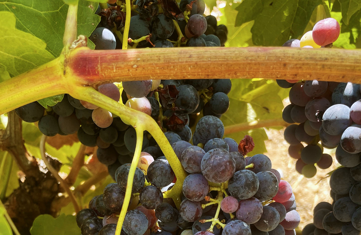 Bodegas Buena Tinta