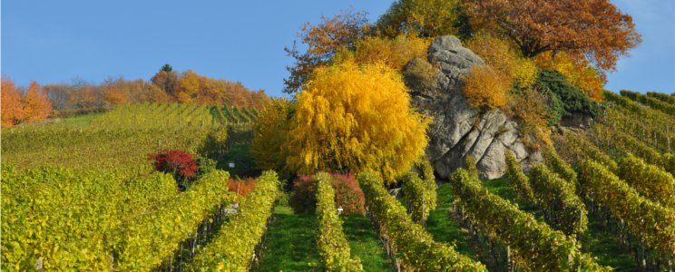 Winzerkeller Hex vom Dasenstein