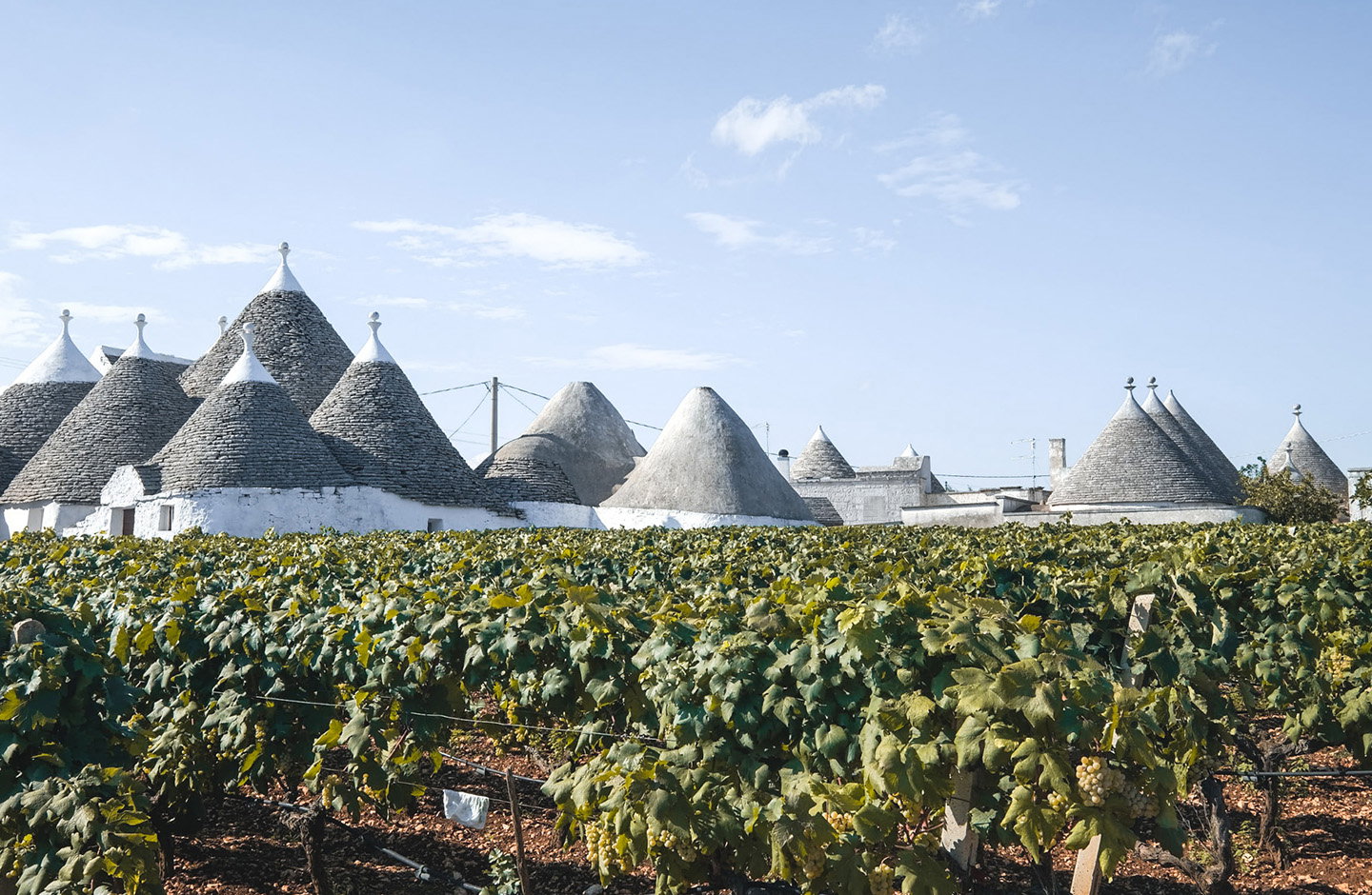 Conte Wine and Maker