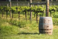 barrique-in-vineyard