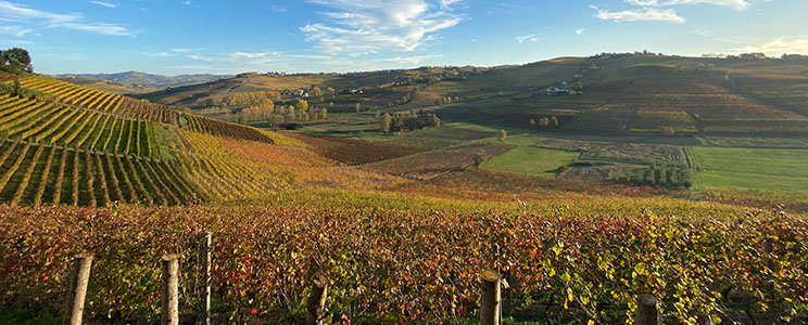 Tenuta il Nespolo