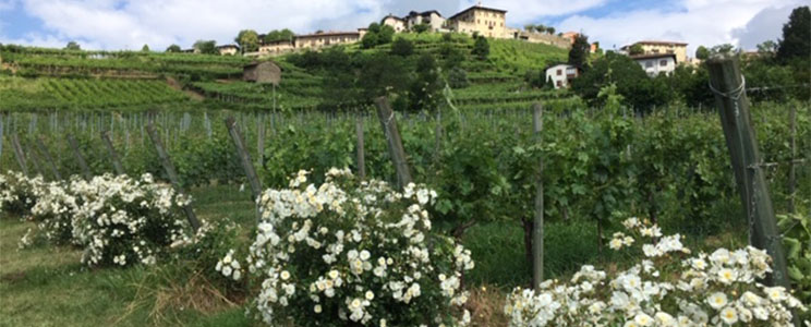 Tenuta Iris