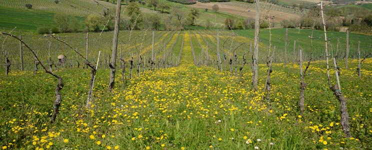 Col Di Corte