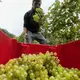 Wein von Rothmund