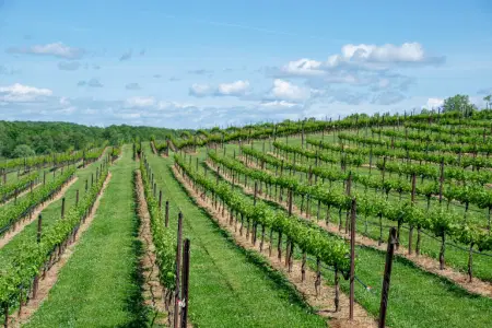 Weinberg Pomerol