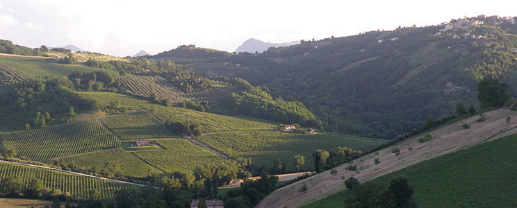 Sartarelli