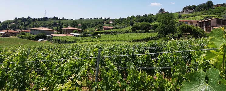 Tenuta Iris
