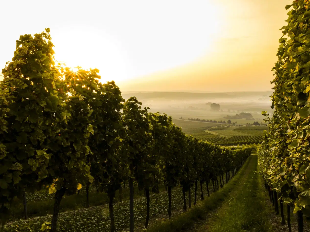Weingarten mit Sonnenuntergang