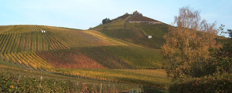 Oekoweingut Halter