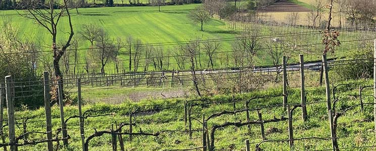 Vigna Villae in Taurasi