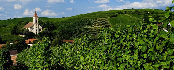 Auggener Schäf