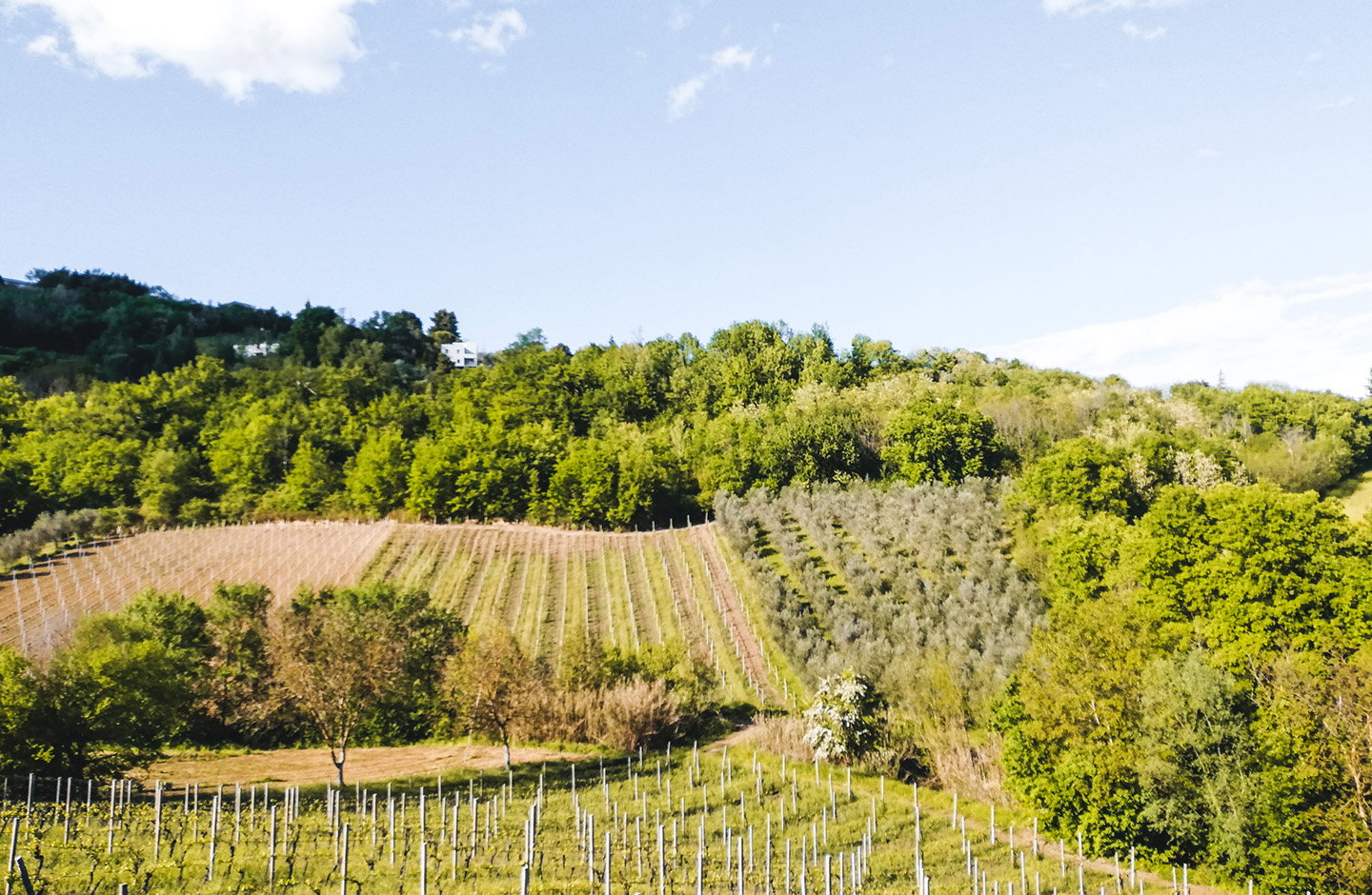 Tenuta dell'Ugolino