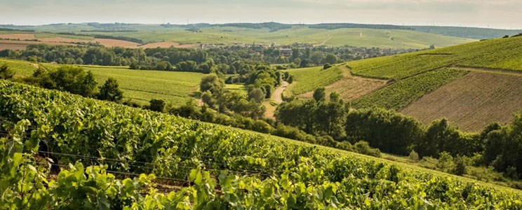 La Chablisienne