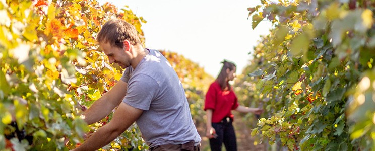 Laurentiushof Weingut Eckert