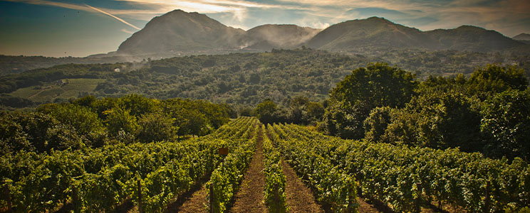 Tenuta Sarno 1860