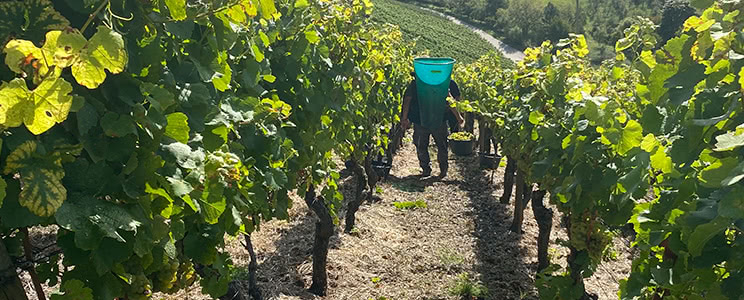 Korbus Wine