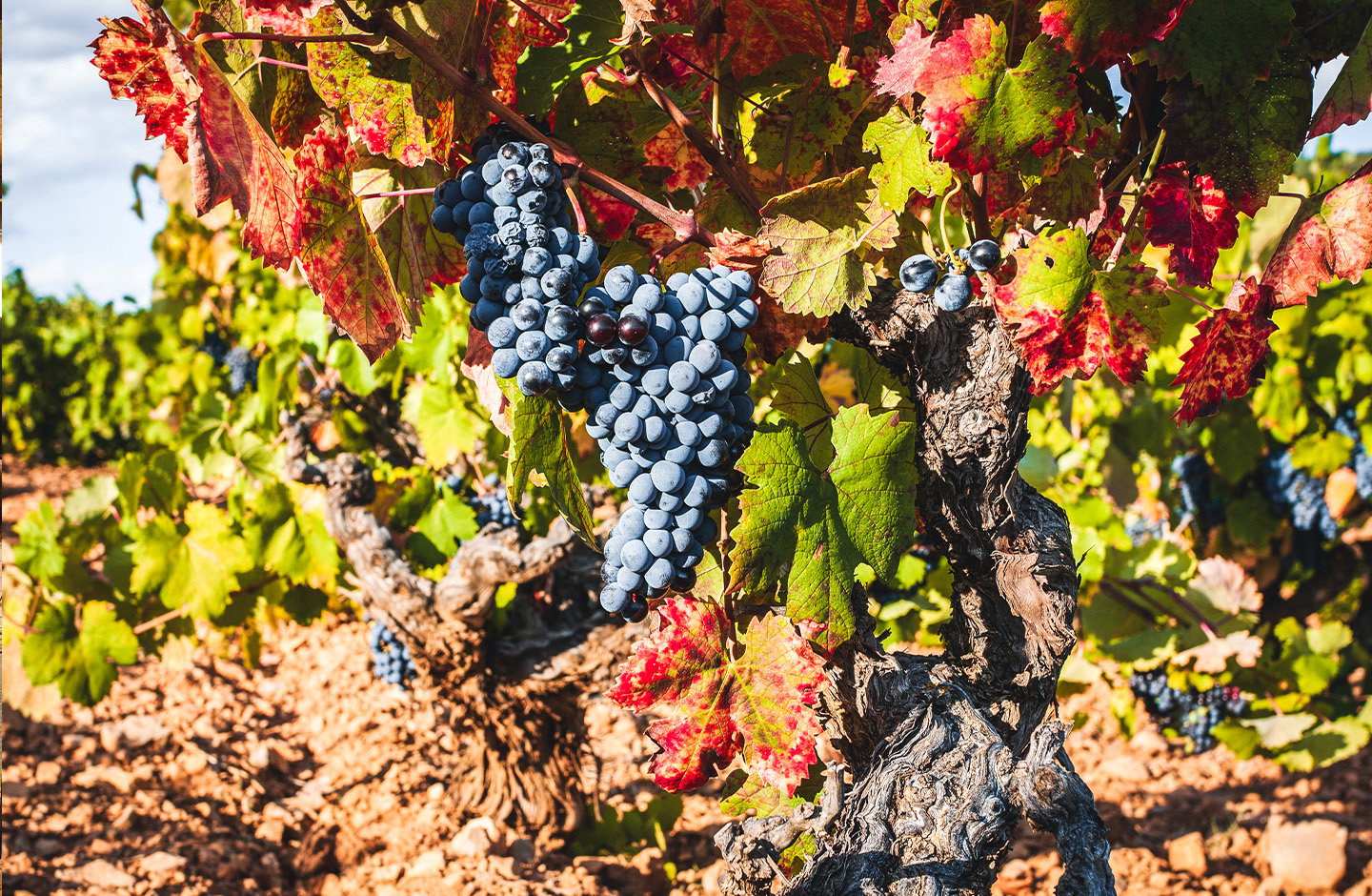 AllBlack Wines