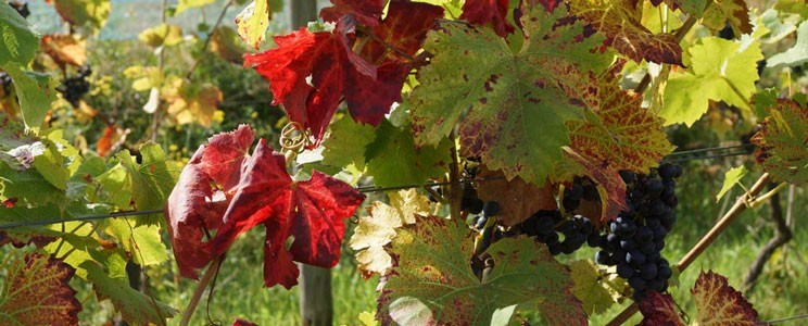 Oekoweingut Wagner