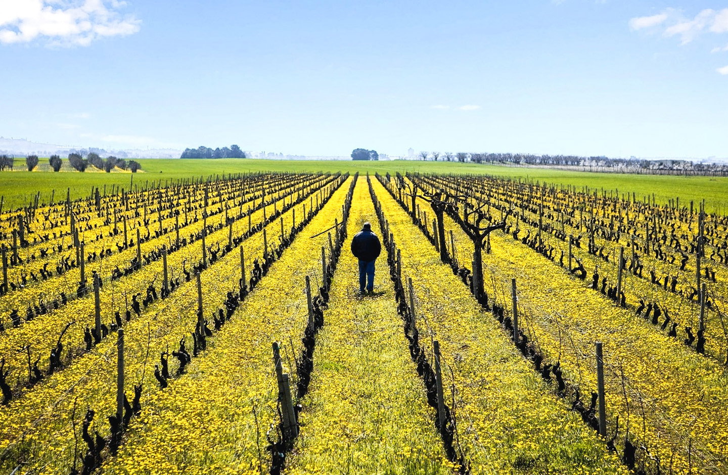 Poderi delle Mura
