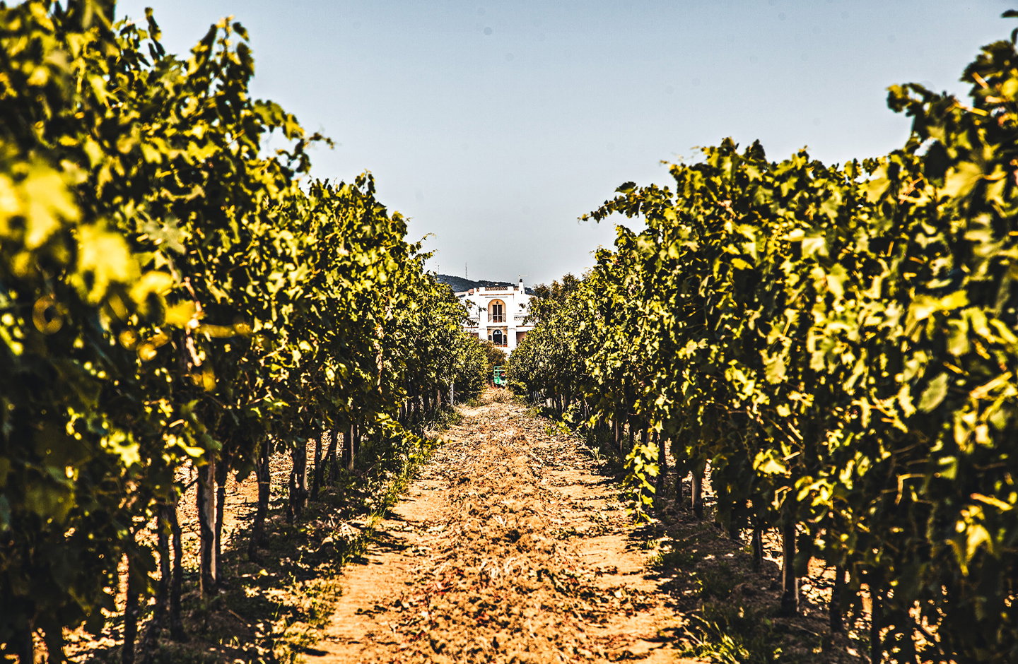 Battifarano Vini