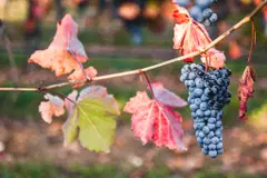 bunch_of_red_grapes