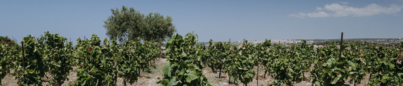 Riofavara