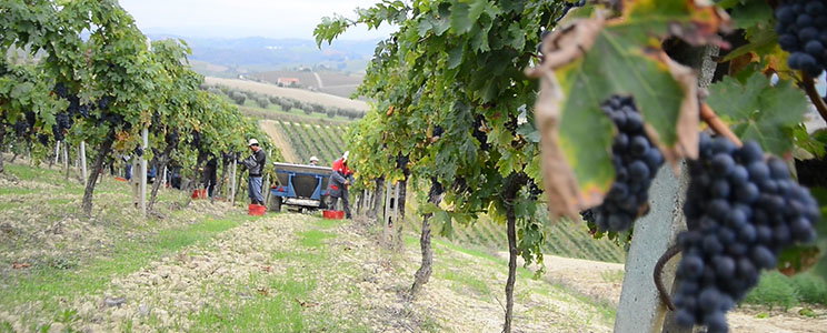 Ciù Ciù Tenimenti Bartolomei