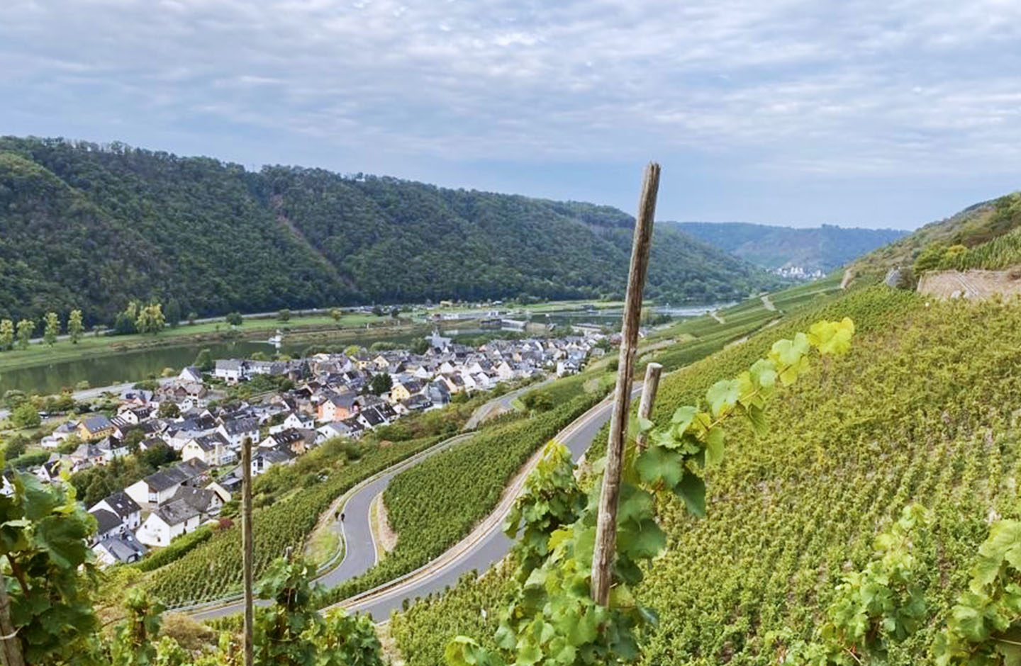 Weinstreben