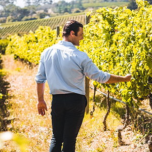 Bodegas Leda